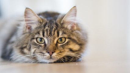¿A qué no adivinas que miran tan fijamente los gatos?