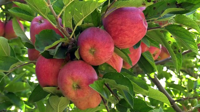 Yahyalı elmasında verim arttı, çiftçinin yüzü güldü - KAYSERİ