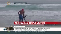 Balinalar kıyıya vurdu