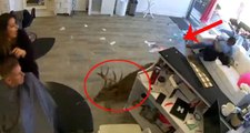ABD'de bir geyik camı kırıp kuaför salonuna daldı! Panik anları kameraya yansıdı