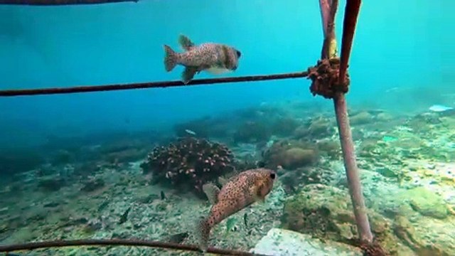 Diodons à Nusa Lembongan à Bali