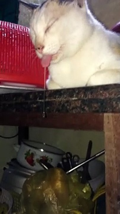 Drowsy Kitty's Drool Droops Down