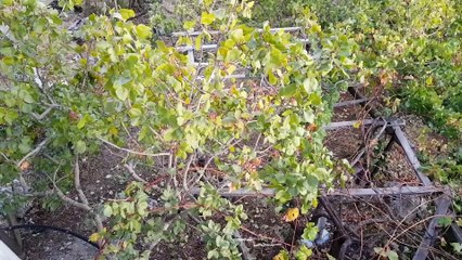 Kazdağları'nın eteklerinde 'Antep fıstığı' üretiyorlar - BALIKESİR