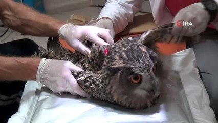 Bölgede daha önce görülmeyen yaralı Avrasya Kartal Baykuş'u için seferber oldular