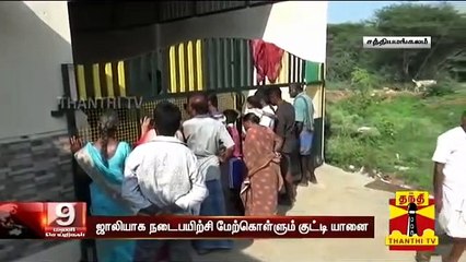 ஜாலியாக நடைபயிற்சி மேற்கொள்ளும் குட்டி யானை "அம்மு"