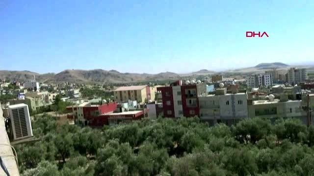 Mardin-derik'te zeytin hasadı başladı