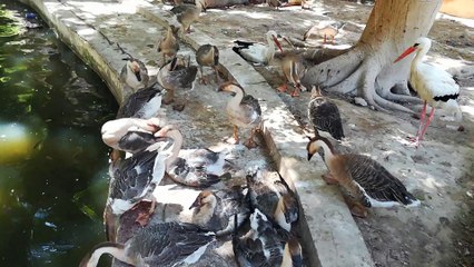 Ducks Lined Up For Lake Bath In Zoo