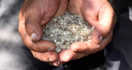 Alaçatı'daki sakız ağaçlarında 40 yıl sonra ilk hasat