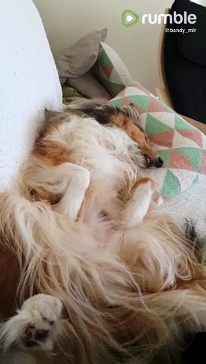 Dreaming collie literally sings in her sleep
