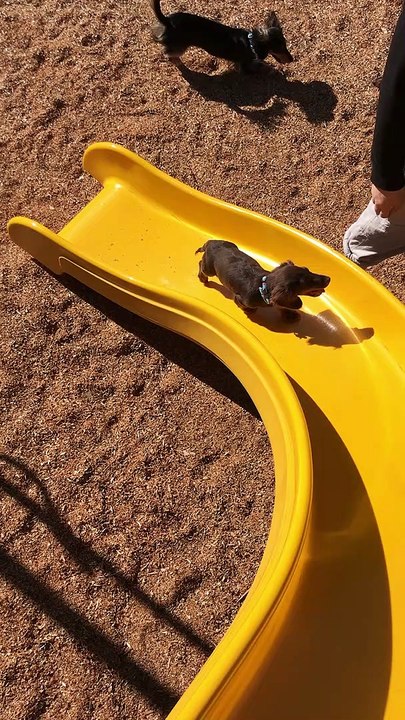 Little Legs Work Hard to Climb Slide