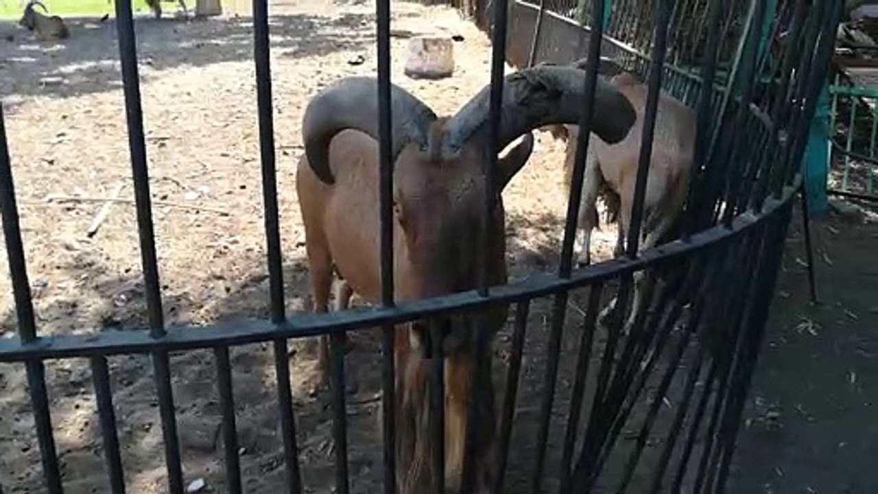 40 Year Old Horned Brown Defassa Waterbuck Spotted In Zoo