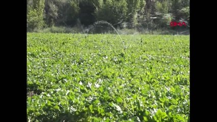 Kayseri pancarın şekere yolculuğu başladı-2