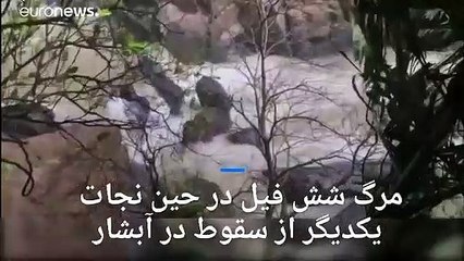 مرگ شش فیل در حین نجات یکدیگر از سقوط در آبشار