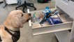 Puppy Pulls Open a Drawer Full of Treats With His Teeth