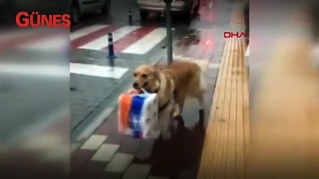 Karamel isimli köpek sahibinin yükünü işte böyle hafifletti