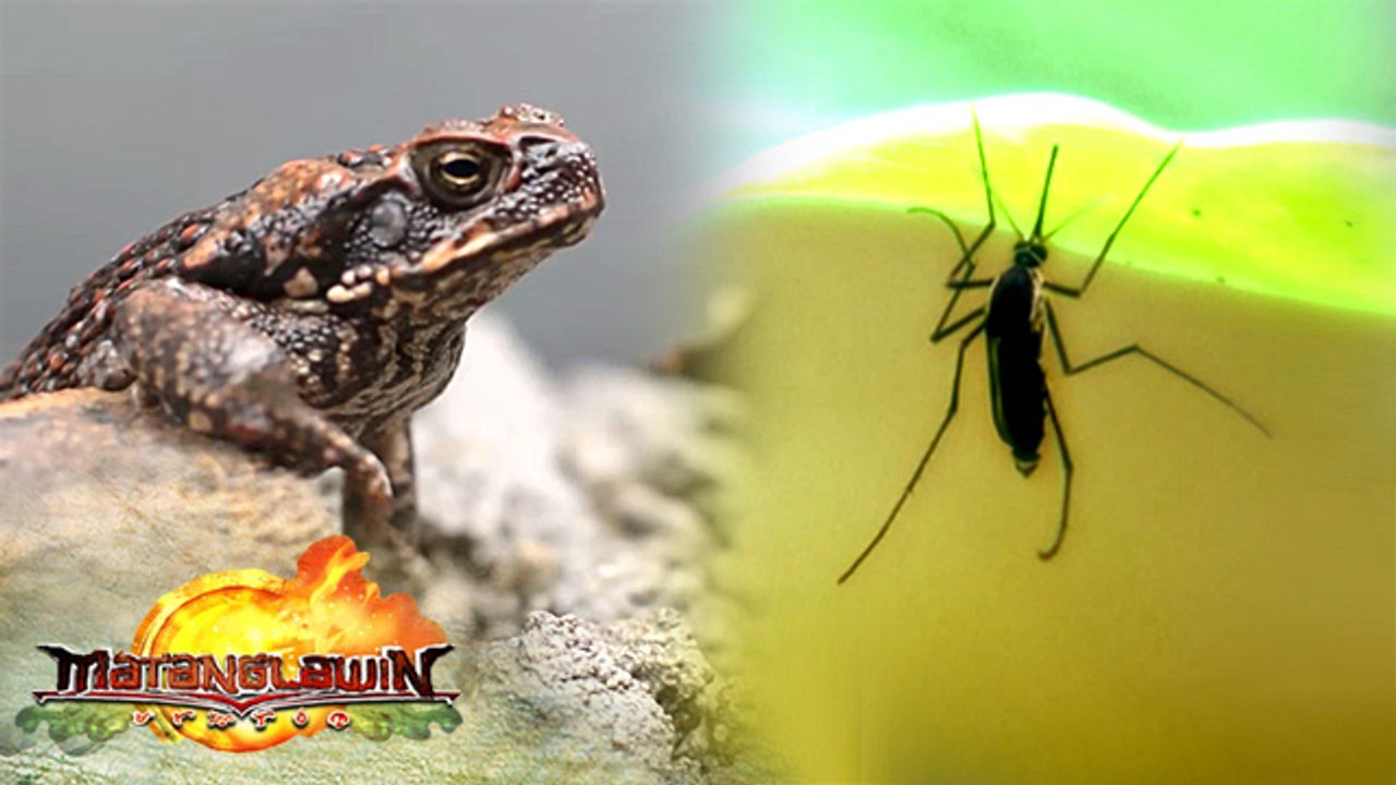Dengue | Matanglawin