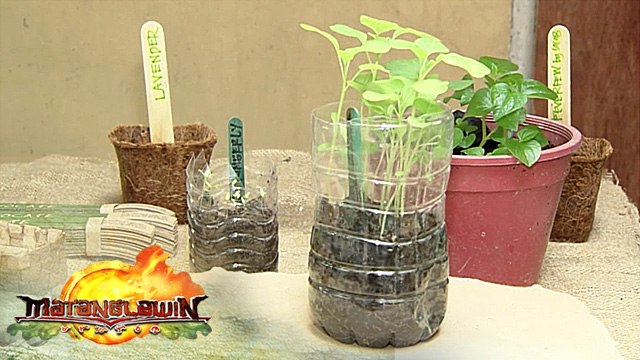 Plantable Papers | Matanglawin