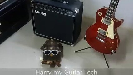 Harry the guitar tech.. Red footed Tortoise