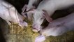 El Gobierno de Hungría sacrifica a más de 5.000 cerdos por miedo a la gripe porcina