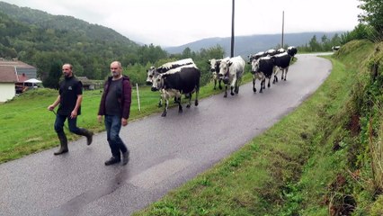Transhumance en descente à Saulxures-sur-Moselotte