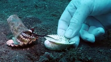 Un plongeur donne une coquille à un poulpe... Nouvelle maison