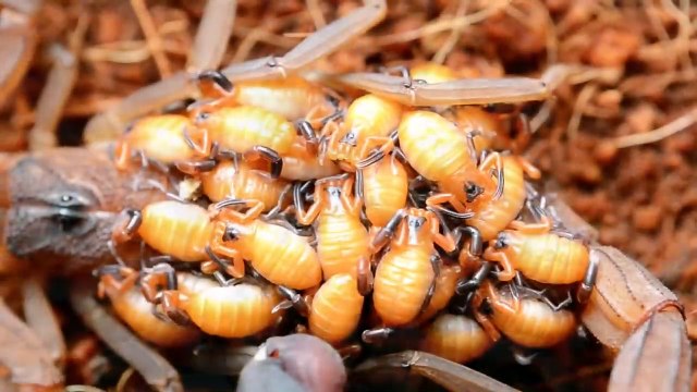 Cette maman scorpion et ses centaines de bébés vont vous faire frissonner