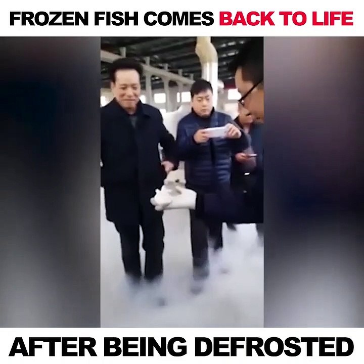 Ce poisson congelé revient à la vie après quelques minutes dans l'eau