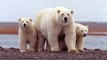 Este oso polar hambriento obliga a los exploradores a huir como almas en pena