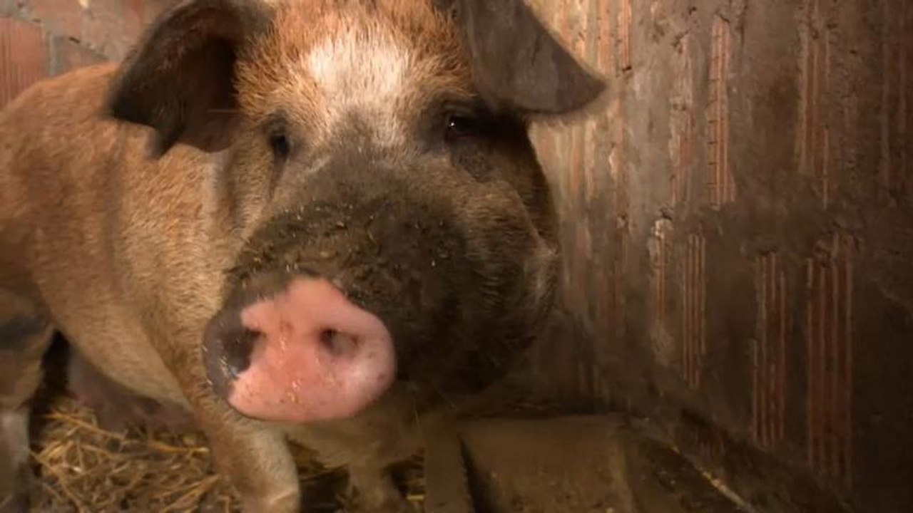 Африканская чума в Венгрии: правда или заблуждение?