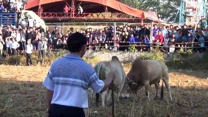 Nyuj Sib Nraus zoo saib thiab lom zem kawg