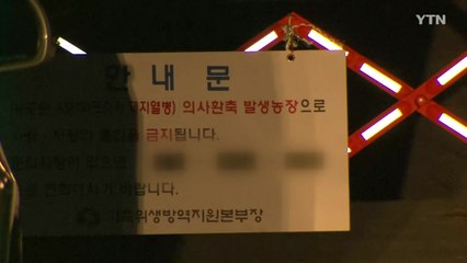 돼지열병 의심농가 보령·포천 '음성' 판정 / YTN