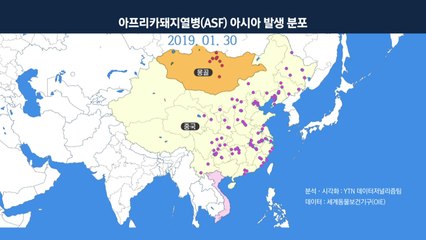 확산 기로에 선 돼지열병...아시아 확산 패턴을 보니 / YTN