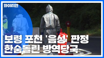 보령·포천 돼지열병 '음성'...한숨돌린 방역당국 / YTN