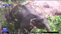 [뉴스터치] 태국 국립공원 폭포서 코끼리 6마리 '떼죽음'