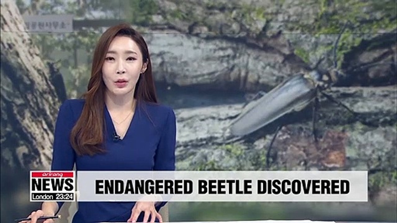 Long-horned beetle larva found in S. Korea's Gangwon-do Province for first time in 46 years