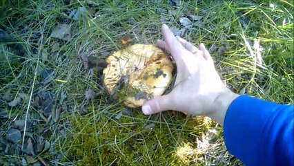 MCH 209 MORE GIANT MUSHROOMS RED DEER ALBERTA CANADA WALKING PATH.