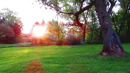 Early Morning Bird Sounds