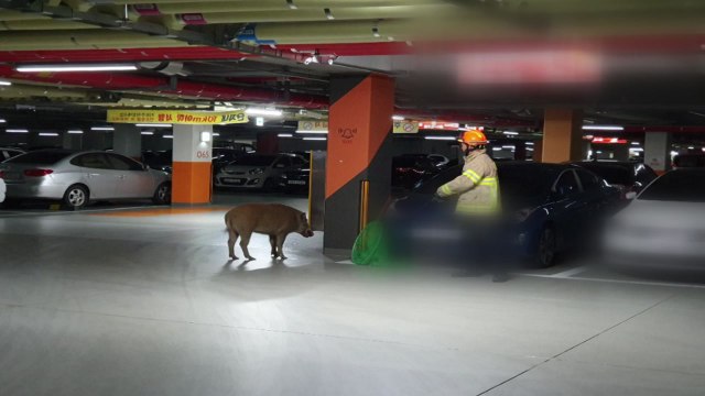 세종시 아파트 단지에 멧돼지 4마리 출몰 / YTN