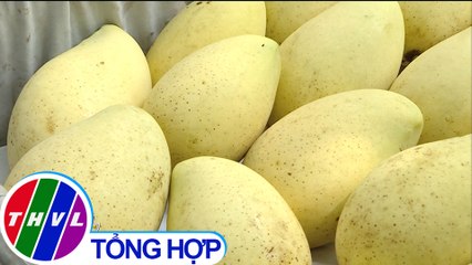 THVL | Lợi nhuận cao từ canh tác xoài rải vụ