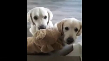 PERROS LINDOS -Cute Dogs Arguing About A Toy