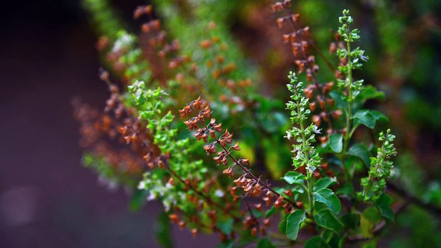 દશેરાના દિવસે શું કરવાથી આખું વર્ષ ઘરમાં ખુશીઓ રહે? જાણો શું કહે છે વાસ્તુ એક્સપર્ટ