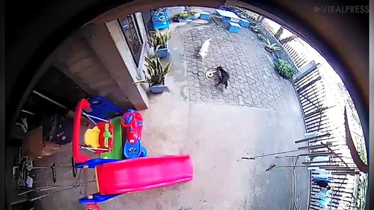 Dogs Vs Snakes! When Pooches Take On Predators