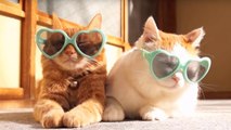 Try Not To Laugh - Funny Cats Compilation - Best Funny Cat Videos - Top Cats Funny Videos 2019