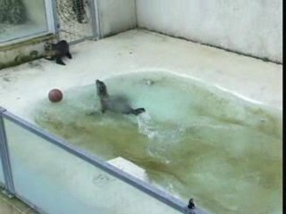 BEAUVAL video deux jeunes otaries 080204