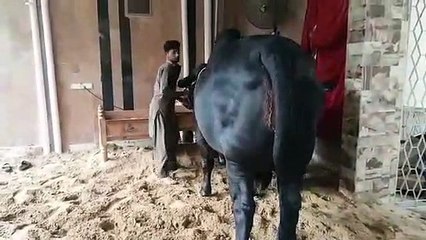 Qurbani Of Bull Part 1 | 2019 | Eid - e - Qurban