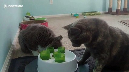 One is smarter than the other! Cat struggles to figure out food puzzle as feline friend nails it