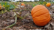 Pick Your Own Pumpkin At Avon Valley Adventure!