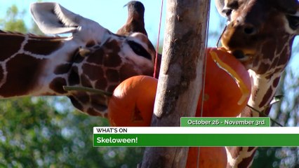 Pick Your Own, Skeloween and Sh*t-faced Shakespeare!