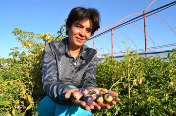 Tohumunu Çin'den getirip ektiği mor çileğe, talep arttı