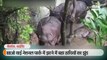 बच्चे को बचाने की कोशिश में झरने में 6 हाथियों का मौत